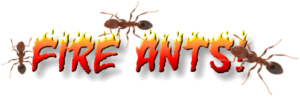 Cover photo for Fire Ant Managament Tips