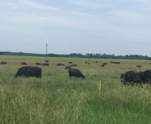 Cover photo for Improving Pastures Project Demonstration