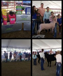 Cover photo for Onslow County Farm Bureau 2019 Livestock Showdown