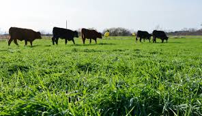 Cover photo for Pasture Renovation Initiative Seed Program