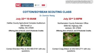 Cover photo for Cotton/Soybean Scouting School