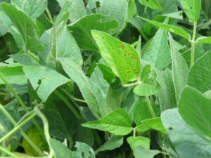 Cover photo for Fungicide Performance for Soybean Foliar Diseases