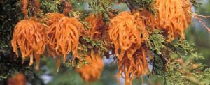 Cover photo for Cedar-Apple Rust
